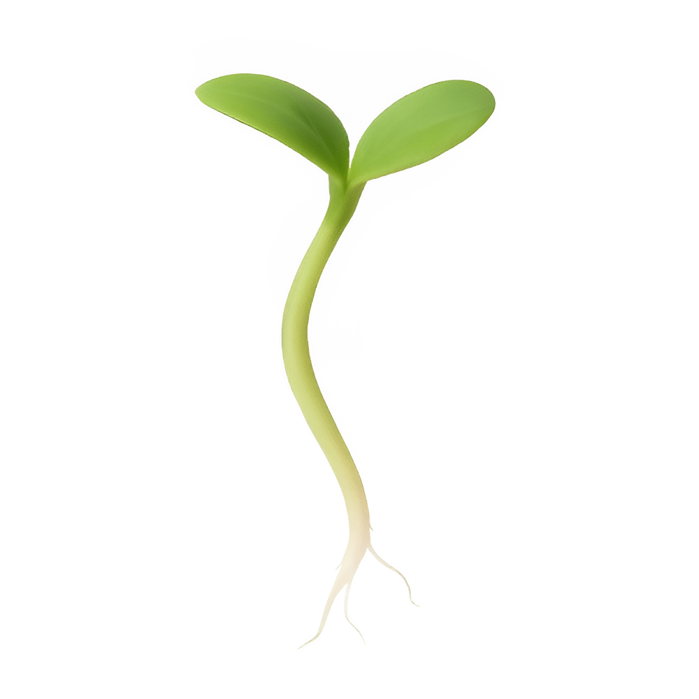 Sproutdev illustration of a sprouting plant